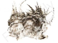 Barred Neck Hackle Feathers -Fishing Specialty Store Barred Neck Hackle Feathers BARNECKHACK X dsc08631 bewerkt