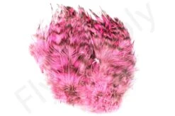 Barred Neck Hackle Feathers -Fishing Specialty Store Barred Neck Hackle Feathers BARNECKHACK X dsc08638 bewerkt