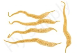 Cascade Mangums Dragon Tails 5pc -Fishing Specialty Store Cascade Magnums Dragon Tails 5pc CASC MDT X dsc09726 bewerkt