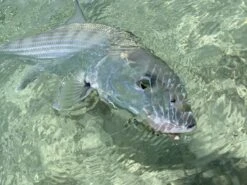 Cortland Liquid Crystal Flats Taper Floating Fly Line -Fishing Specialty Store Cortland liquid Crystal Flats Taper Fly Line D340032 XX flatst3 1200x