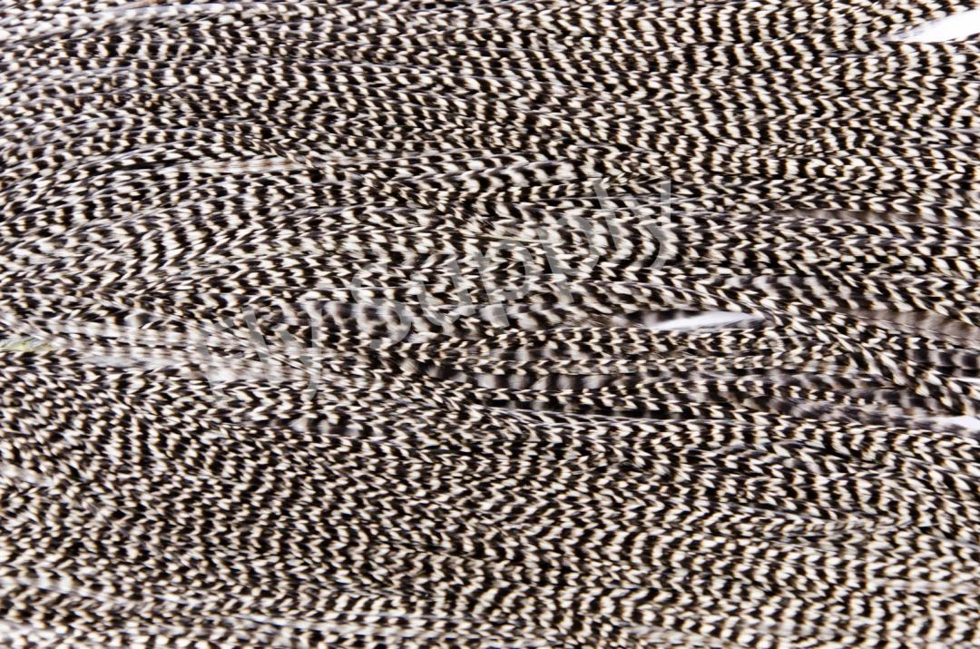 Metz Saddle Grade #3 Dry Fly & Streamer 7 Metz Saddle Grade #3 Dry Fly & Streamer - Image 5