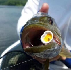 Double Barrel Poppers -Fishing Specialty Store Double Barrel Poppers DOBARRELPOP XXX double barrel popper