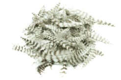 Grizzly Marabou -Fishing Specialty Store FS 651