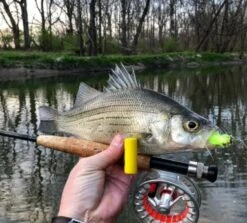 Fish Skull Captain Dubiel’s Pop-N-Fly -Fishing Specialty Store Fish Skull Captain Dubiels Pop N Fly POPNFLY XXX popflyn1