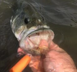 Fish Skull Captain Dubiel’s Pop-N-Fly -Fishing Specialty Store Fish Skull Captain Dubiels Pop N Fly POPNFLY XXX popflyn4