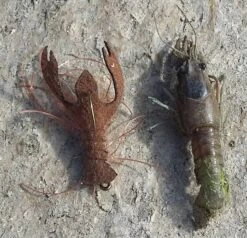 Fish Skull Craw Body -Fishing Specialty Store Fish Skull Craw Body FISHSKULL CRAWBODY XXX fishskull crawbody 5