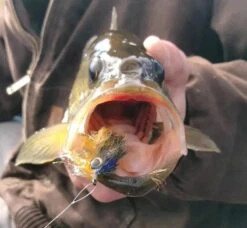 Fish Skull Living Eyes -Fishing Specialty Store Fish Skull Living Eyes FISHSKULL EYES XX skull liv eyes 1