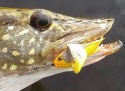 Fish Skull Living Eyes -Fishing Specialty Store Fish Skull Living Eyes FISHSKULL EYES XX skull liv eyes 2