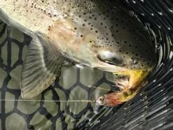 Fish Skull Living Eyes -Fishing Specialty Store Fish Skull Living Eyes FISHSKULL EYES XX skull liv eyes 3