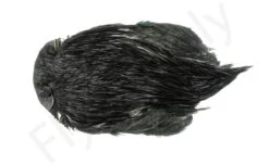 Indian Cock Necks Grade AA Dyed -Fishing Specialty Store Indian Cock necks grade AA dyed 40 28XXX dsc09373