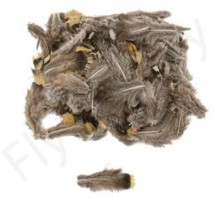 Lady Amherst Back Feathers 3gr