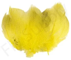 Mallard Barred Flank Large Select Feathers 12pc -Fishing Specialty Store Mallard Barred Flank Large Select Feathers 12pc MBS XXX dsc04841 bewerkt