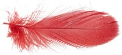 Mallard Barred Flank Large Select Feathers 12pc -Fishing Specialty Store Mallard Barred Flank Large Select Feathers 12pc MBS XXX dsc04842 bewerkt