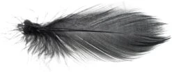 Mallard Barred Flank Large Select Feathers 12pc -Fishing Specialty Store Mallard Barred Flank Large Select Feathers 12pc MBS XXX dsc04845 bewerkt