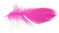 Mallard Barred Flank Large Select Feathers 12pc -Fishing Specialty Store Mallard Barred Flank Large Select Feathers 12pc MBS XXX dsc04852 bewerkt