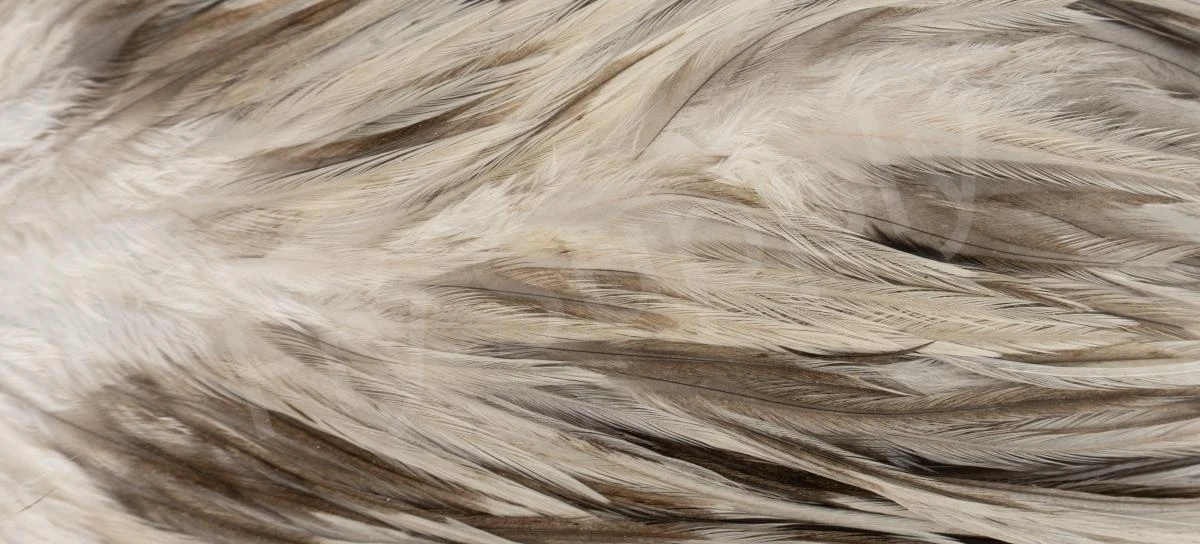 Metz Saddle Grade #3 Dry Fly & Streamer 19 Metz Saddle Grade #3 Dry Fly & Streamer - Image 17