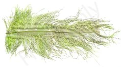 Ostrich Plumes Barred Large -Fishing Specialty Store Ostrich Plumes Barred Large FSTYING PLBLG X dsc08800 bewerkt