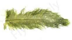 Ostrich Plumes Barred Large -Fishing Specialty Store Ostrich Plumes Barred Large FSTYING PLBLG X dsc08810 bewerkt