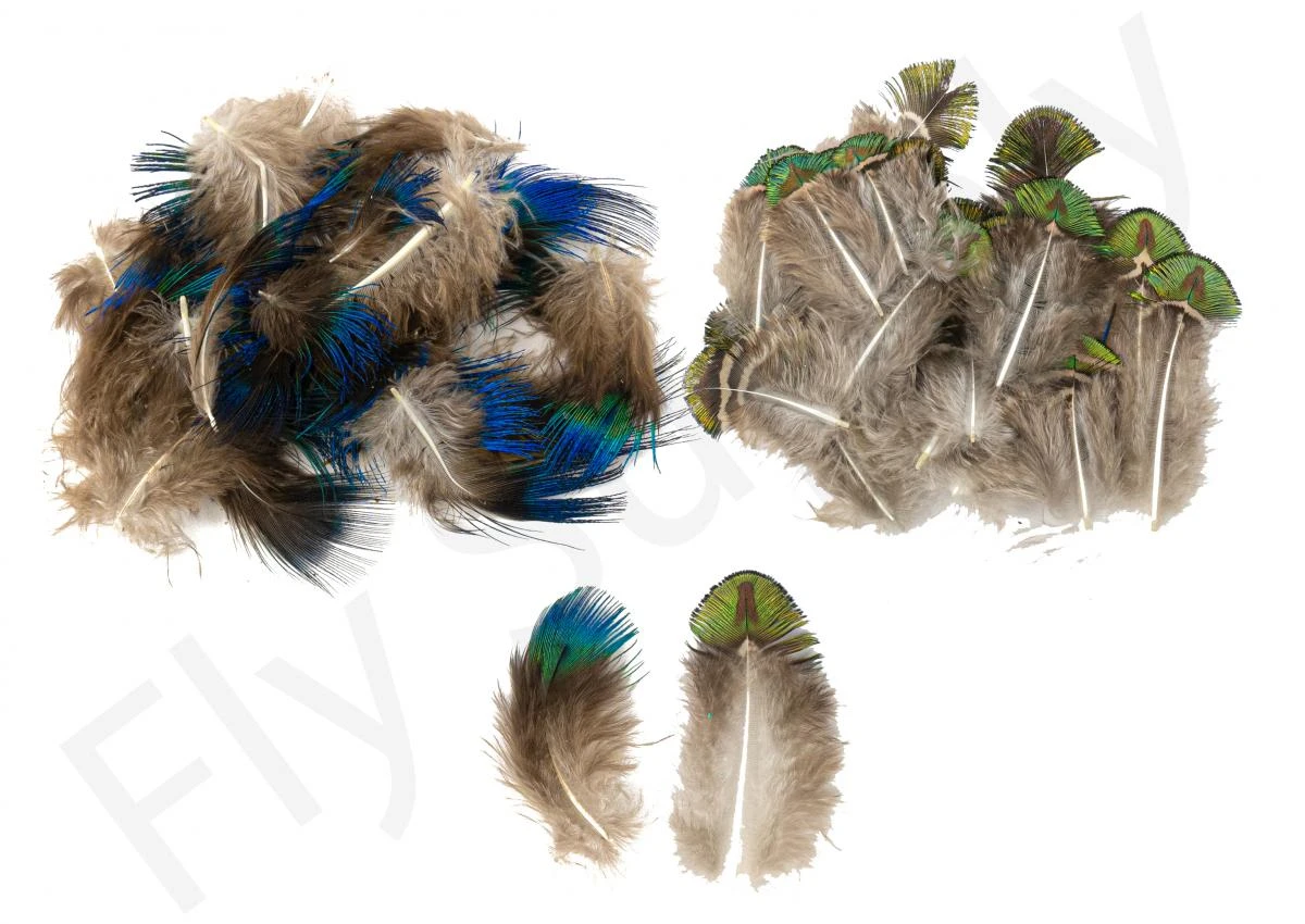 Peacock Body Feathers 25pc 3 Peacock Body Feathers 25pc