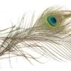 Peacock Eyes Premium XXL Natural 2pc -Fishing Specialty Store Peacock Eyes Premium XXL Natural 2pc EF PEACKEYEPREMXXL dsc01246 bewerkt 1