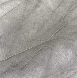 Petitjean CDC Feathers 1 Gram 20 Petitjean CDC Feathers 1 Gram -Fishing Specialty Store Petitjean CDC Feathers 1 Gram MPJ MP CDC XX petit feather1