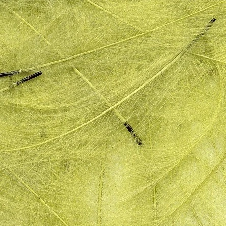 Petitjean CDC Feathers 1 Gram 15 Petitjean CDC Feathers 1 Gram - Image 13