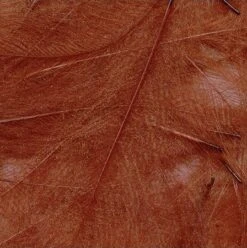 Petitjean CDC Feathers 1 Gram 31 Petitjean CDC Feathers 1 Gram -Fishing Specialty Store Petitjean CDC Feathers 1 Gram MPJ MP CDC XX petit feather14