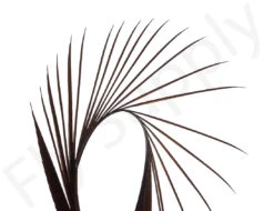 Premium Turkey Biots -Fishing Specialty Store Premium Turkey Biots PREMTURKBIOTS XXX dsc03095 bewerkt 1