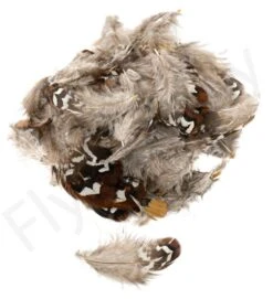 Reeves Pheasant Body Feathers 3gr -Fishing Specialty Store Reeves Pheasant Body Feathers 3gr 59407 XX dsc02569 bewerkt