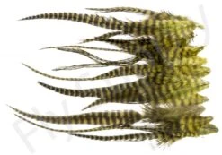 Small Streamer Saddle Feathers 18pc -Fishing Specialty Store Small Streamer Saddle Feathers 18pc SSSADSM X dsc01635 bewerkt wm