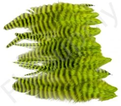 Small Streamer Saddle Feathers 18pc -Fishing Specialty Store Small Streamer Saddle Feathers 18pc SSSADSM X dsc01650 bewerkt wm