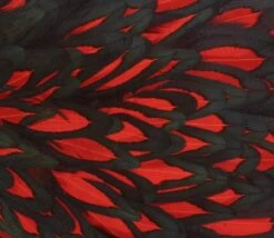 Whiting American Hen Saddle -Fishing Specialty Store Whiting American Hen Saddle WHIT AMHENSAD dsc00401 bewerkt 2