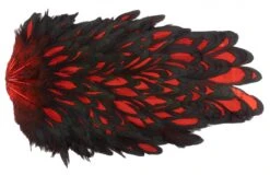 Whiting American Hen Saddle -Fishing Specialty Store Whiting American Hen Saddle WHIT AMHENSAD dsc00401 bewerkt