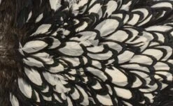 Whiting American Hen Saddle -Fishing Specialty Store Whiting American Hen Saddle WHIT AMHENSAD dsc028852