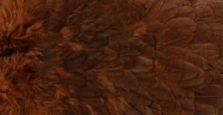 Whiting American Hen Saddle -Fishing Specialty Store Whiting American Hen Saddle WHIT AMHENSAD dsc028862