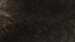 Whiting American Hen Saddle -Fishing Specialty Store Whiting American Hen Saddle WHIT AMHENSAD dsc03593 bewerkt 2