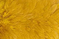 Whiting American Hen Saddle -Fishing Specialty Store Whiting American Hen Saddle WHIT AMHENSAD dsc03595 bewerkt 2