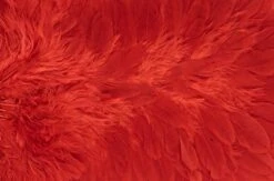 Whiting American Hen Saddle -Fishing Specialty Store Whiting American Hen Saddle WHIT AMHENSAD dsc03596 bewerkt 2