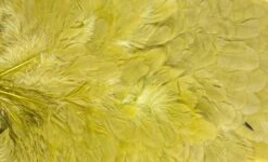 Whiting American Hen Saddle -Fishing Specialty Store Whiting American Hen Saddle WHIT AMHENSAD dsc03597 bewerkt 2