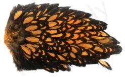 Whiting American Hen Saddle -Fishing Specialty Store Whiting American Hen Saddle WHIT AMHENSAD dsc08073 bewerkt