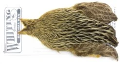 Whiting Brahma Hen Cape -Fishing Specialty Store Whiting Brama Hen Cape 32801 XXX dsc08238 bewerkt