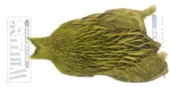 Whiting Brahma Hen Cape -Fishing Specialty Store Whiting Brama Hen Cape 32801 XXX dsc08256 bewerkt