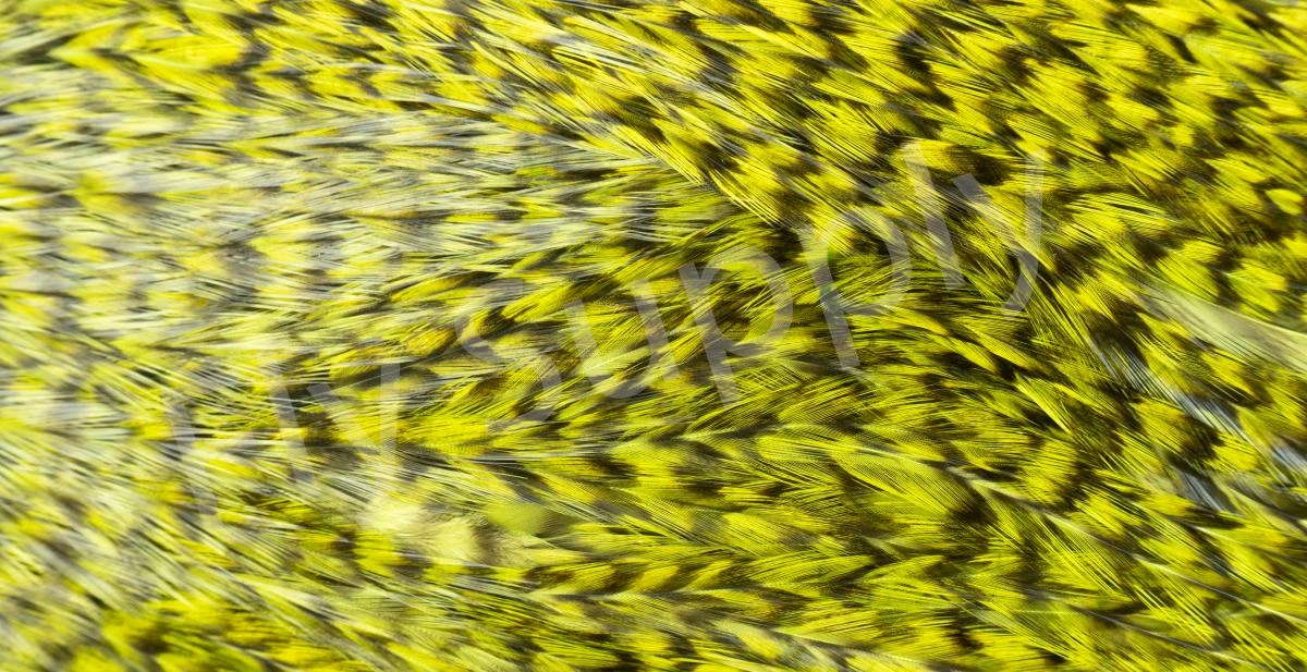 Whiting Coq De Leon Saddle Silver 17 Whiting Coq De Leon Saddle Silver - Image 15