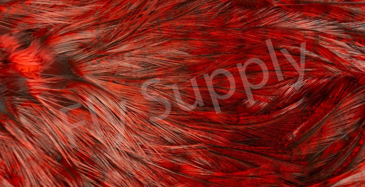 Whiting Coq De Leon Saddle Silver 21 Whiting Coq De Leon Saddle Silver - Image 19