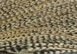 Whiting Pro 1/2 Cape -Fishing Specialty Store Whiting Pro 12 Cape WHIT HFCAPEPRO X dsc08114 bewerkt 2