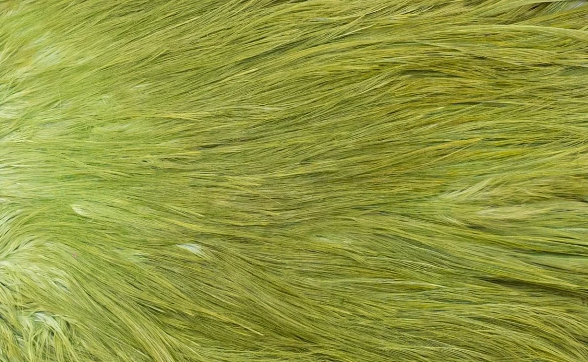 Whiting Silver Spey Hackle Saddle 16 Whiting Silver Spey Hackle Saddle - Image 14