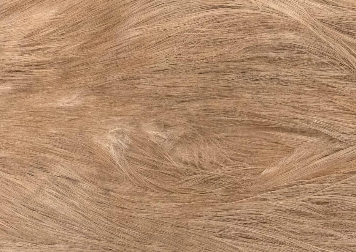 Whiting Silver Spey Hackle Saddle 22 Whiting Silver Spey Hackle Saddle - Image 20