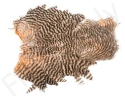 Whiting Spey Soft Hackle With Chickabou 12 Whiting Spey Soft Hackle With Chickabou -Fishing Specialty Store Whiting Spey Soft Hackle With Chickabou WHIT SPEYCHICK X dsc09911 bewerkt bewerkt